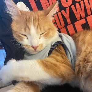 Meet your Posher, Adara